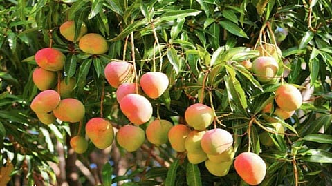 Initiative of Mahakesar Mango Growers Association for growth of saffron mango area in Maharashtra