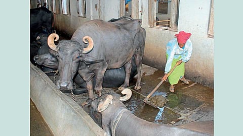 प्राणिजन्य अाजार टाळण्यासाठी सतत जनावरांच्या संपर्कात असणाऱ्या लोकांनी विशेष काळजी घ्यावी.