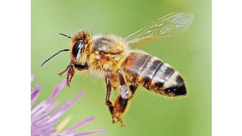 Bee