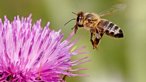 Bee