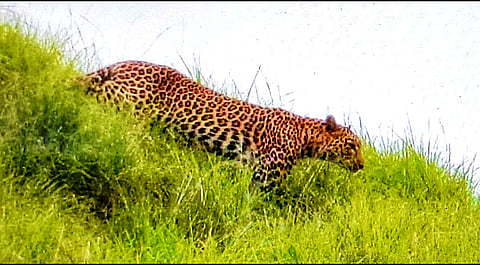 Leopard attacks chickens in Akole taluka