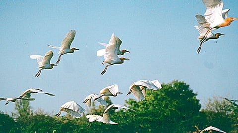 Bird