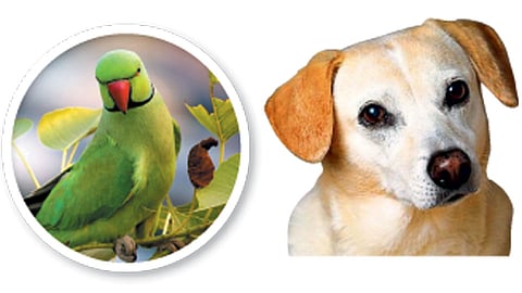Bird-and-Animal