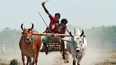 बैलगाडी शर्यतीचा शाैक 'त्यांना' नडला, मूलाच्या सांगण्यावरुन गुन्हा नाेंद
