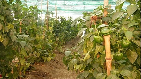 Capsicum2.jpg