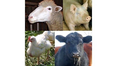 Cattle