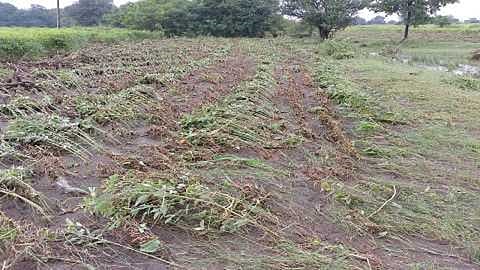 Central teams have come to Marathwada to inspect the damage caused by heavy rains 2.jpg