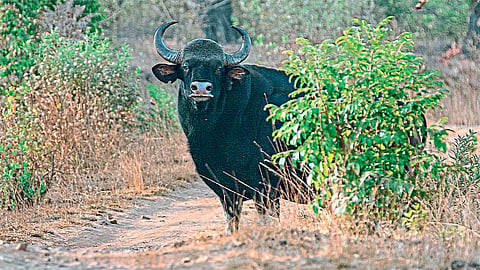 अशा रानगव्यांसाठी ‘चांदोली’ प्रसिद्ध आहे. (छायाचित्र : करणराज गुजर)