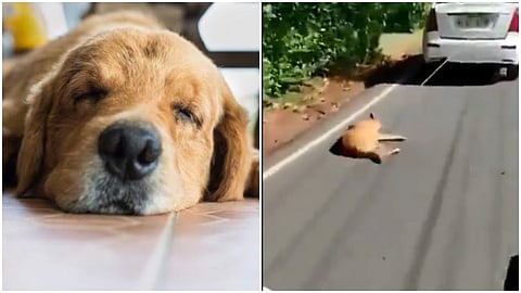 DOG