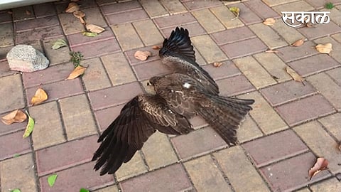 Eagle