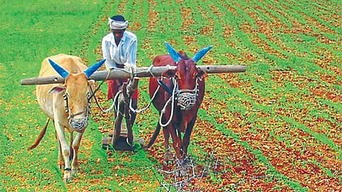 Farmer