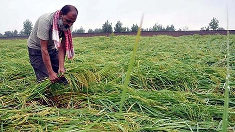 Farmers