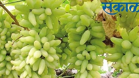 Grape season