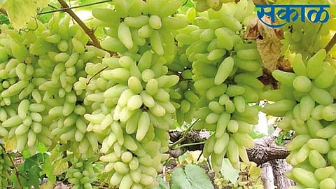 Grape season has started in Niphad Dindori Chandwad talukas Nashik news