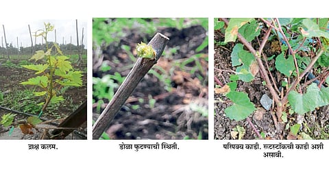 कलमी द्राक्ष बागेतील अडचणींवर उपाययोजना
