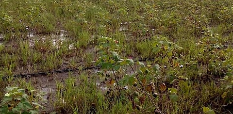 Heavy Rain hit Crops