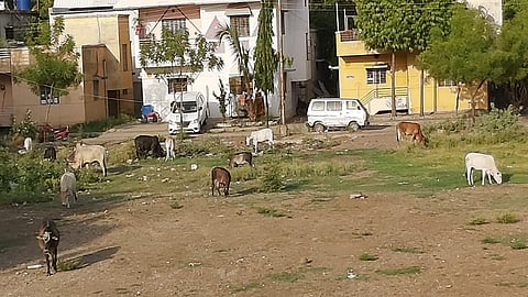 फोटो