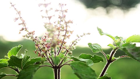 tulsi