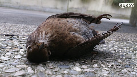 Increase bird death complaints Mumbai receiving more than thousand complaints