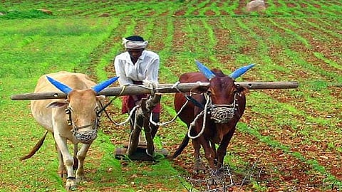 farmer