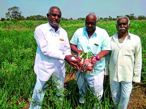 onion farm
