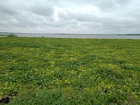 Danger due to water hyacinth in Ujani dam