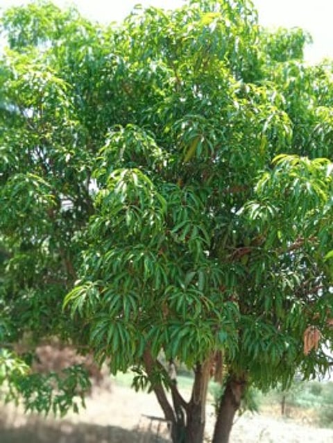 KOP20J58718_pr.jpg
