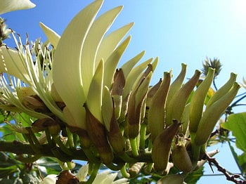The need to preserve rare, extremely rare trees
