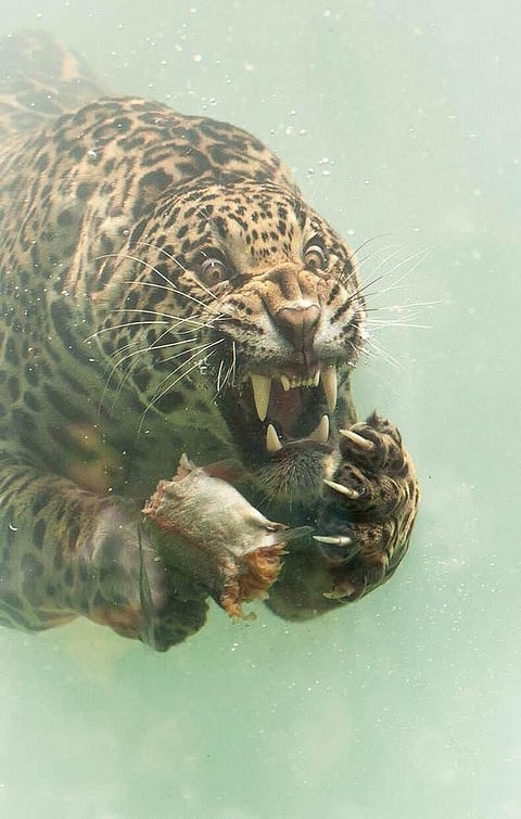 Leopard
