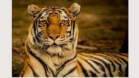 India loses 750 tigers in last eight years says NTCA