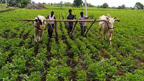 young boy doing farm works to help his father read full story