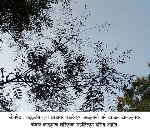 काड्याच शिल्लक राहिलेल्या