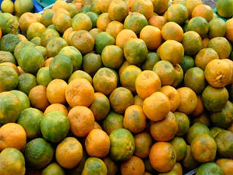 ORANGES NAGPUR