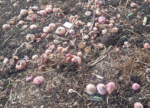 As the Solapur Agricultural Produce Market Committee is closed farmers onions fall on thousands of hectares