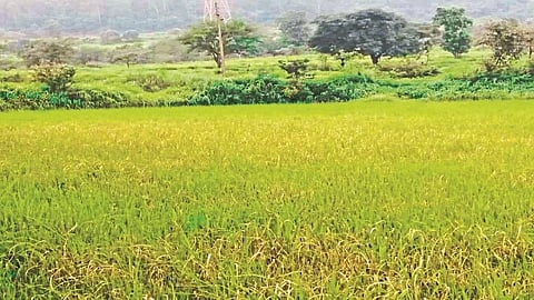 Outbreak of Karpa disease on rice crop in Igatpuri nashik marathi news