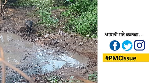 PMCIssue