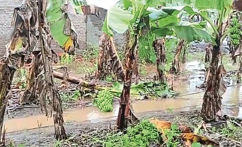 One hundred percent panchnama will be held in 36 mandals; Joint inspection only after raining stops