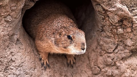 Risk Of Spreading Chinese City Warns Of Bubonic Plague After 2 Cases