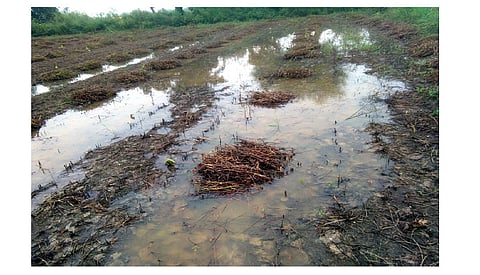 Akola News: Huge losses to farmers in Washim, Buldana district due to return rains