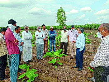 केळीवर ‘कुकुंबर मोझॅक’चे संकट, दोन हजार हेक्टरवर प्रादुर्भाव