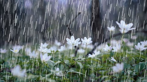 Rain