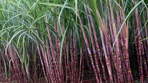 Decrease in acreage of sugarcane production in the district farmer marathi news