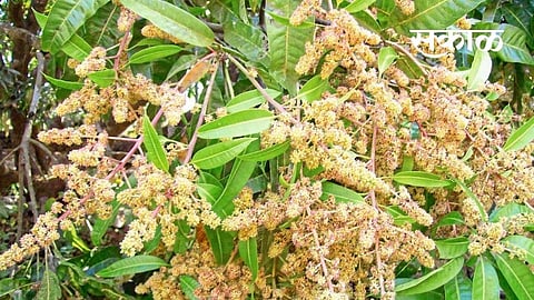 devgad hapus mango issue