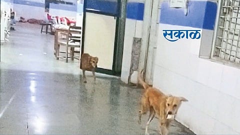Dog terror in medical trauma unit Medical hospital news