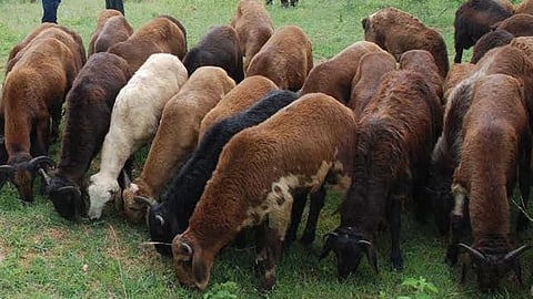 Sheep-Farming-Subsidy..jpg