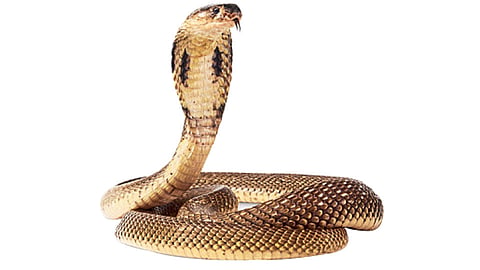 Snake