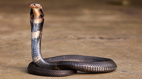 Snake