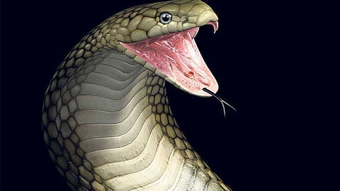 Snake bites Student While he tried to Catch it in junnar