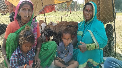 Still No Diwali Celebration of Shepherds from Maharashtra