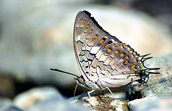 हतनूर परिसरात फुलपाखरांच्या ६० प्रजाती आढळल्या